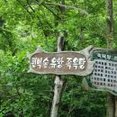 상관 공기마을 편백숲 이미지