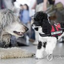 KINGs DOG 이미지