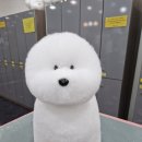 제일애견 이미지