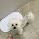 320 펫살롱 이미지