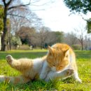 그루밍캐터리 이미지