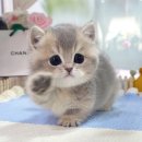 서울고양이분양 묘연 | 먼치킨고양이분양 전 꼭 체크할 것, 캣프렌즈에서 만난 찐묘연 후기