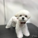 러블리펫 전남3호점 이미지