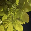 배떡 운정동패점 이미지