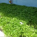 야로시장 이미지