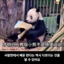 군인출신 사육사한테서 자랐다는 판다🐼ㅋㅋㅋㅋㅋㅋ 이미지