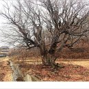 외씨버선길(조지훈문학길) 이미지