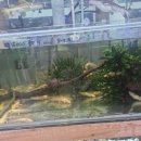 자연주의김포 | 김포 대형 수족관 상아쿠아 방문기, 파충류 사육장 레이아웃 유목 및 가성비 은신처 소품 수급