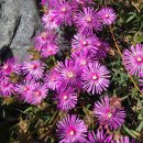 햇살다육꽃사랑 이미지