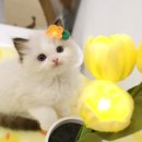 광주 고양이 분양 냥블리 광주점 이미지