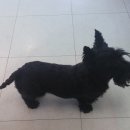 애플펫 동물병원 이미지