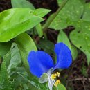 중앙천 | 산책길에서 만나는 닭의장풀 꽃