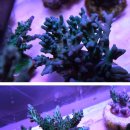 S026 | Ocean revive Arctic-S026 120W power led 조명 구매 사용기.