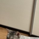 마곡 고양이 미용 호텔 이미지