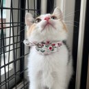 고양이입양소 | 새끼 고양이 입양 준비 비용 용품 리스트 내돈내산 추천템