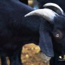 반도흑염소 농장 이미지