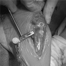 코끼리 동물병원 이미지