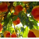 이천농원 이미지