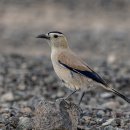 Mongolian Ground - Jay 뫃골 이미지