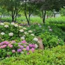 화명대천천 이미지