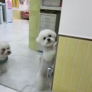 그루밍루나 이미지