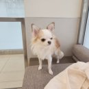 더파크동물의료센터 이미지