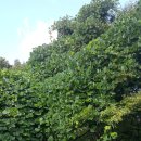 팔조령목장 이미지