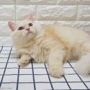 미용집사 이미지