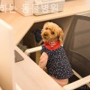 함께하는 동물병원 네이버블로그