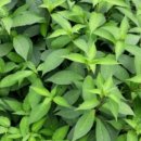 감로농장 이미지