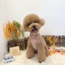 하이베베 이미지