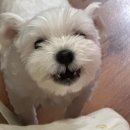 몽그라미펫 이미지