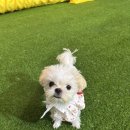 도그와트 이미지