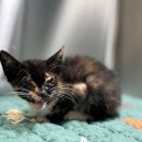 한울산업동물병원 이미지