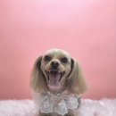 모든애견미용실 이미지