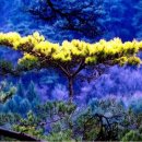 황금소나무 이미지