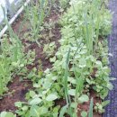 아침농장 이미지