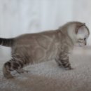 소유뱅갈캐터리 이미지