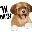 닥터호오 동물병원 이미지