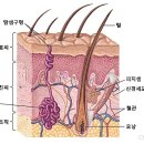 지엘화장품 이미지