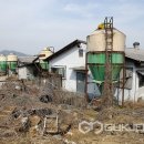 장수양돈 이미지