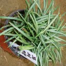 옥룡농장 이미지