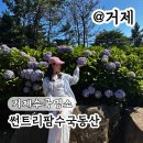 동산팜 | 거제수국명소라 했는데 좀 부족한 썬트리팜 앞 수국동산 실시간