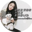 온양1동 온천대로 이미지