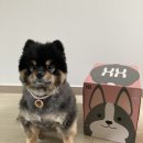 강아지배변패드추천 : 주식회사 씽씽 달라패드 (뽑아쓰는 배변패드)