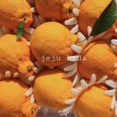 도순농장 | 하우스 한라봉 (실속형/ 가정용/ 선물용 ) 판매시작! 설선물 과일세트 명절선물 준비하세요 <제주하다농장>