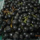 블랙 쵸코베리(아로니아) 열매및 묘목 판매합니다 이미지