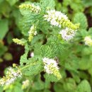 애플민트 이미지