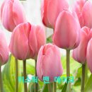 튤립. 수선화구근 판매 이미지