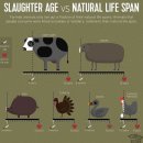 인간에 의해 도축되는 나이 vs 자연 수명 이미지